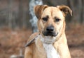 Red Retriever Black Mouth Cur mixed breed dog outside on leash