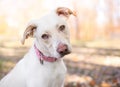 A Retriever mixed breed dog with mild ectropion Royalty Free Stock Photo