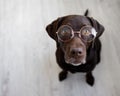 retriever pet dog wearing round nose glasses, labrador retriever wearing glasses
