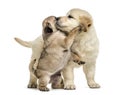 Retriever and pug puppies playing together, isolated