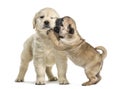 Retriever and pug puppies playing together, isolated