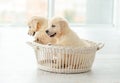 Retriever puppies inside basket