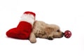 Retriever puppy isolated with christmas toys