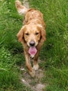 Retriever ready golden opportunity