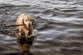 Retriever wet dog fetching a stick in the ocean Royalty Free Stock Photo