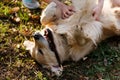 Retrieverwith stick in teeth Royalty Free Stock Photo