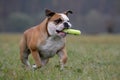 Retrieving bulldog Royalty Free Stock Photo