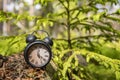 Retro alarm clock in green forest. Abstract photo of time Royalty Free Stock Photo