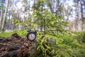 Retro alarm clock in green forest. Abstract photo of time Royalty Free Stock Photo