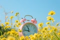 Retro alarm clock among yellow flowers, spring saving time concept, generative ai Royalty Free Stock Photo