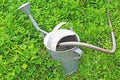 Retro alloy vintage watering can on clover field. Shamrock trefoil lead meadow field.