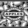 Retro Apple Harvest Label Black And White Royalty Free Stock Photo