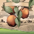 Retro apple orchard
