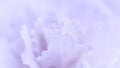 Abstract floral background, pale violet carnation flower. Macro flowers backdrop for holiday brand design Royalty Free Stock Photo