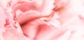 Abstract floral background, pink carnation flower petals. Macro flowers backdrop for holiday brand design Royalty Free Stock Photo