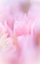 Abstract floral background, pink carnation flower petals. Macro flowers backdrop for holiday brand design Royalty Free Stock Photo