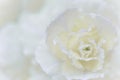 Abstract floral background, white carnation flower. Macro flowers backdrop for holiday brand design Royalty Free Stock Photo