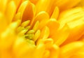 Abstract floral background, yellow chrysanthemum flower. Macro flowers backdrop for holiday brand design Royalty Free Stock Photo