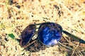 Retro aviator sunglasses model with blue lenses reflecting the sun in a summer day closeup . Selective focus
