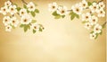 Retro background with blossoming tree brunch and w