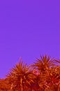 Retro background tops of palm trees against a pink sky. Royalty Free Stock Photo