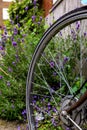 A retro bike wheel on a street, with blurred lavender flowers in background, concept of Dutch traditional lifestyle