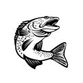 Walleye Pikeperch Pickerel or Yellow Pike Jumping Up Retro Black and White Royalty Free Stock Photo
