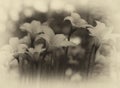 Retro Blooming Rain Lilies Royalty Free Stock Photo