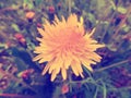 Retro blooming yellow dandelion flower