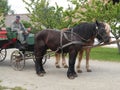 Retro carriage with two strong horses