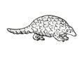 Ground pangolin or Smutsia temminckii Endangered Wildlife Cartoon Mono Line Drawing