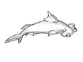 Scalloped hammerhead or Sphyrna lewini Endangered Wildlife Cartoon Mono Line Drawing Royalty Free Stock Photo