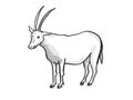 Scimitar oryx or scimitar-horned oryx Endangered Wildlife Cartoon Mono Line Drawing