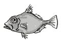 False Dory Australian Fish Cartoon Retro Drawing