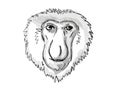 Proboscis Monkey Endangered Wildlife Cartoon Retro Drawing