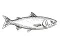 New Zealand King Salmon Fish Cartoon Retro Drawing
