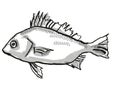 Silver Javelin Australian Fish Cartoon Retro Drawing