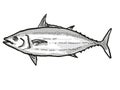 Skipjack Tuna Australian Fish Cartoon Retro Drawing Royalty Free Stock Photo