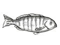 Zebrafish Australian Fish Cartoon Retro Drawing Royalty Free Stock Photo