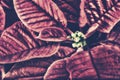 Retro Close Up of a Poinsettia Plant Royalty Free Stock Photo