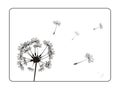 Retro dandelion silhouette on white background