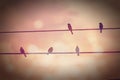 Retro Effect Of Bird Perching On Electric Wire
