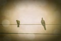 Retro Effect Of Bird Perching On Electric Wire