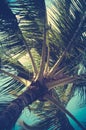 Retro Filtered Palm Tree Detail Royalty Free Stock Photo