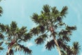 Retro Filtered Single Palm Tree Royalty Free Stock Photo