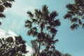 Retro Filtered Single Palm Tree Royalty Free Stock Photo