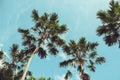 Retro Filtered Single Palm Tree Royalty Free Stock Photo