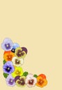 Retro floral corner with pansies Royalty Free Stock Photo