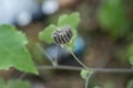 Retro flowers background.Field wild flowers on blurred background