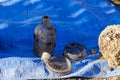 Retro glass medical containers on blue burlap. Archaeological excavations of criminologists for examination. Background